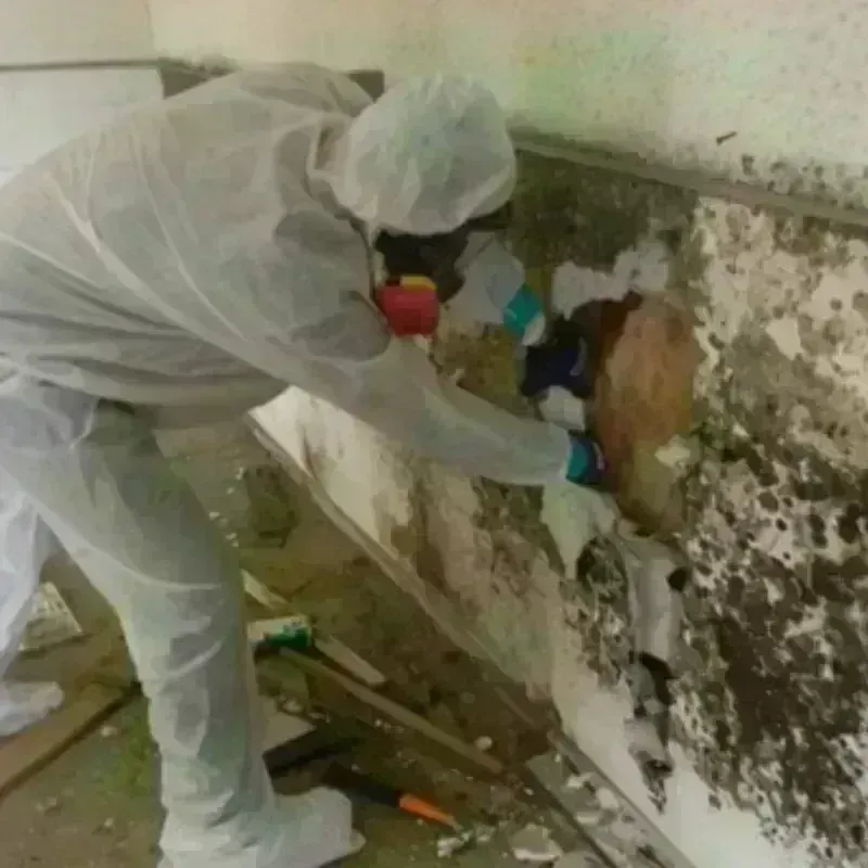 Mold Remediation and Removal in Livonia, NY